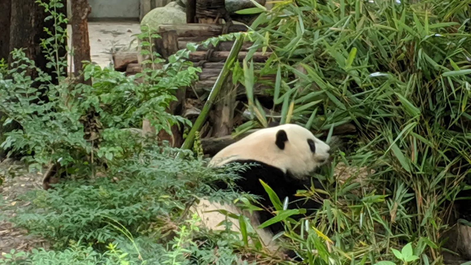 Giant panda at a reserve