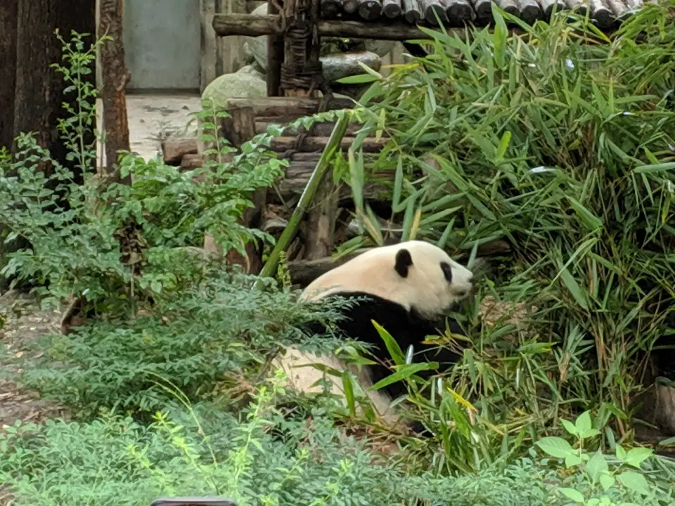 Giant panda resting among bamboo at the Chengdu Research Base of Giant Panda Breeding