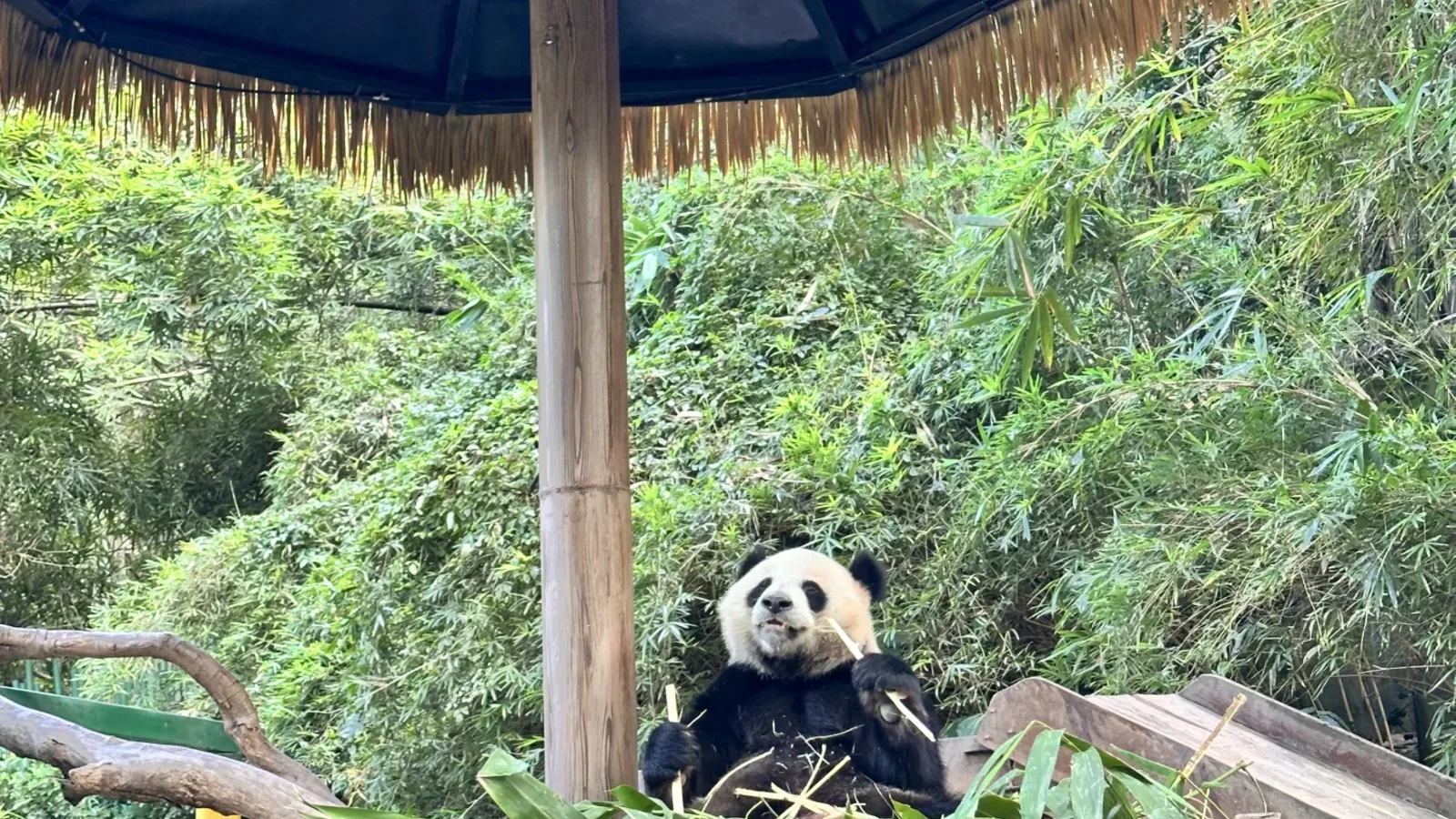 Giant panda at Chimelong Safari Park in Guangzhou