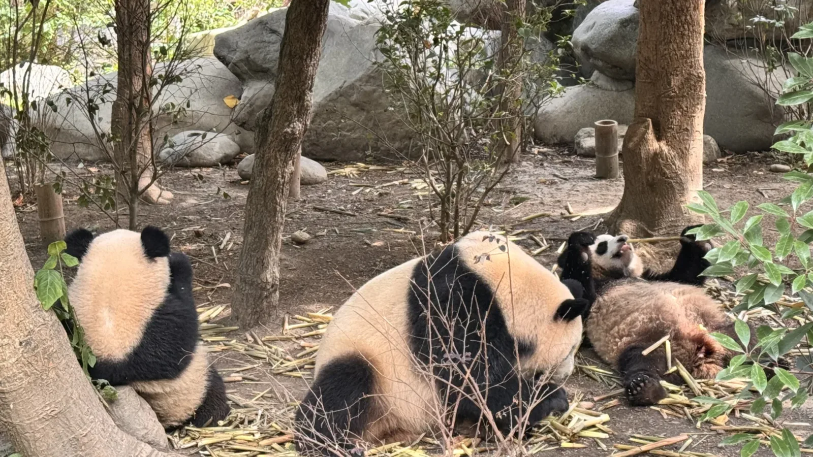 Several giant pandas together at the Chengdu Panda Base